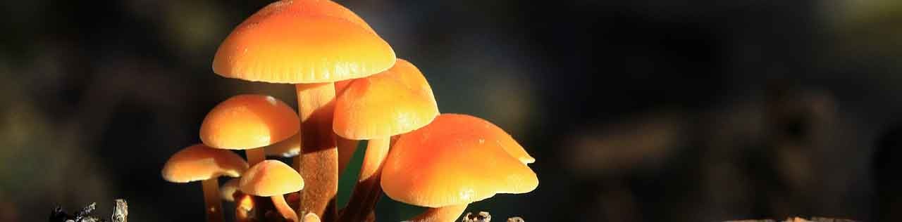 mushrooms-2793784-1280
